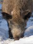 Finland, Ranua Wildlife Park. Wild boar during winter. Art Print